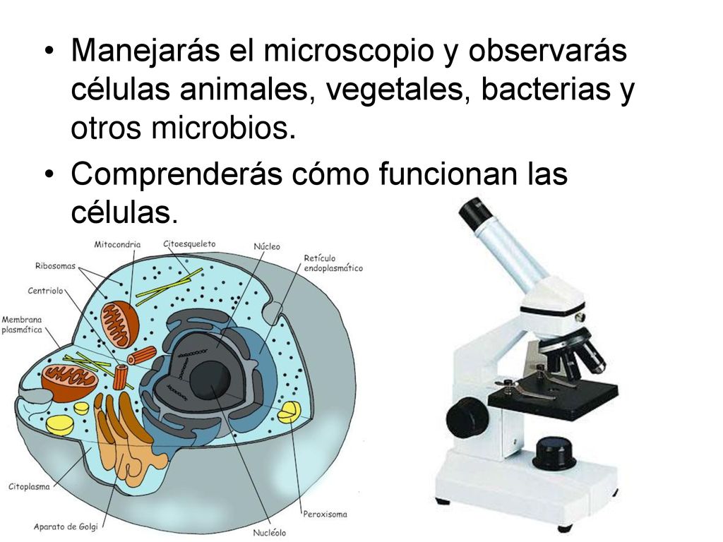 Manejarás el microscopio y observarás células animales, vegetales, bacterias y otros microbios.