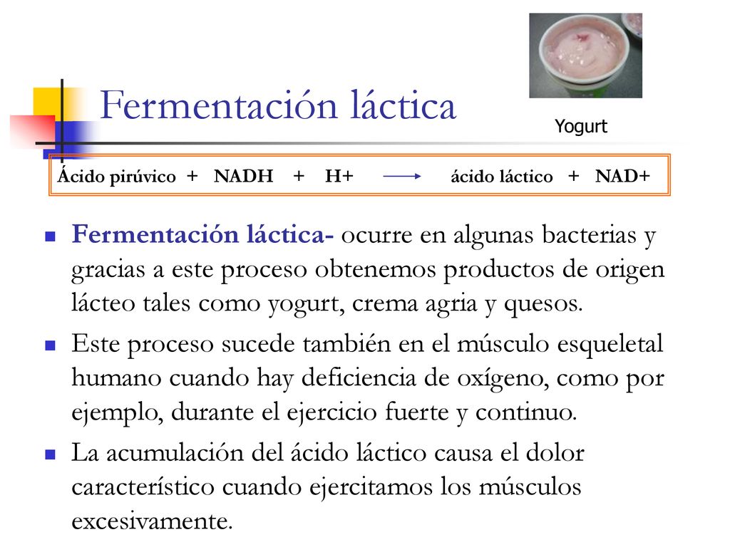 Fermentación láctica Yogurt. Ácido pirúvico + NADH + H+ ácido láctico + NAD+