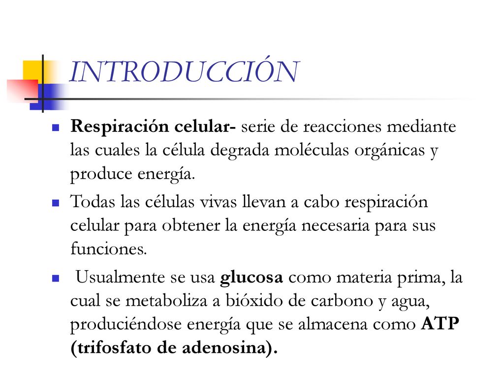 INTRODUCCIÓN Respiración celular- serie de reacciones mediante las cuales la célula degrada moléculas orgánicas y produce energía.