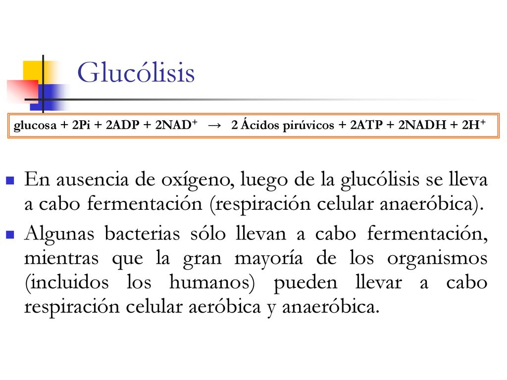 Glucólisis glucosa + 2Pi + 2ADP + 2NAD+ → 2 Ácidos pirúvicos + 2ATP + 2NADH + 2H+
