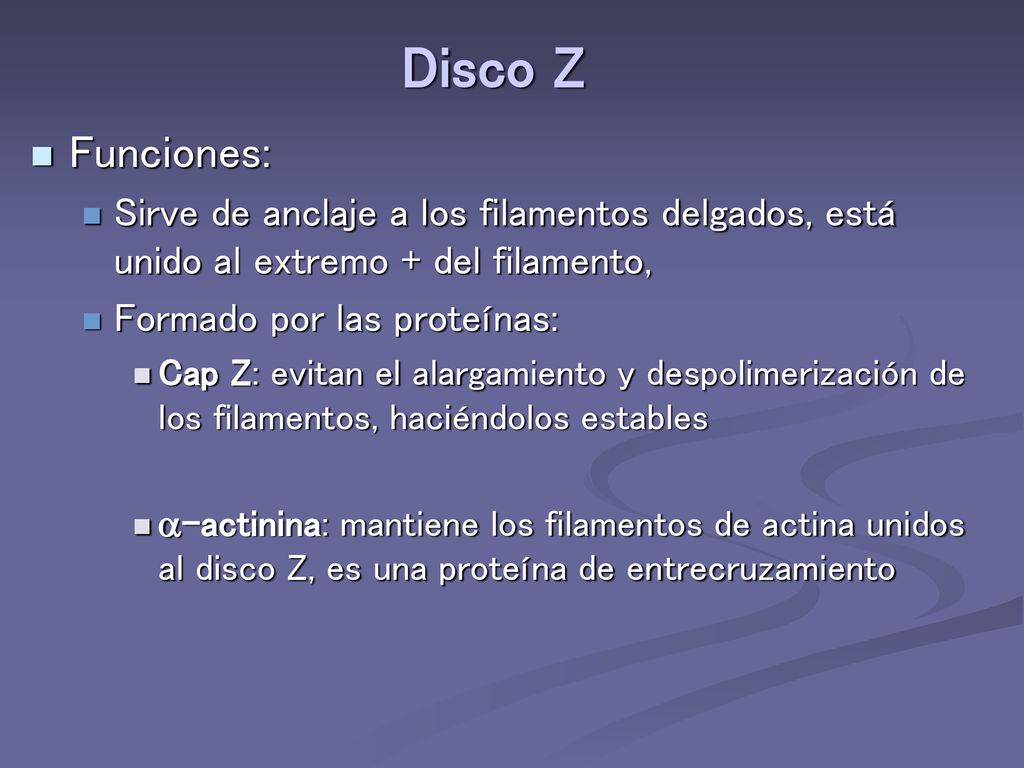 Disco Z Funciones: Sirve de anclaje a los filamentos delgados, está unido al extremo + del filamento,