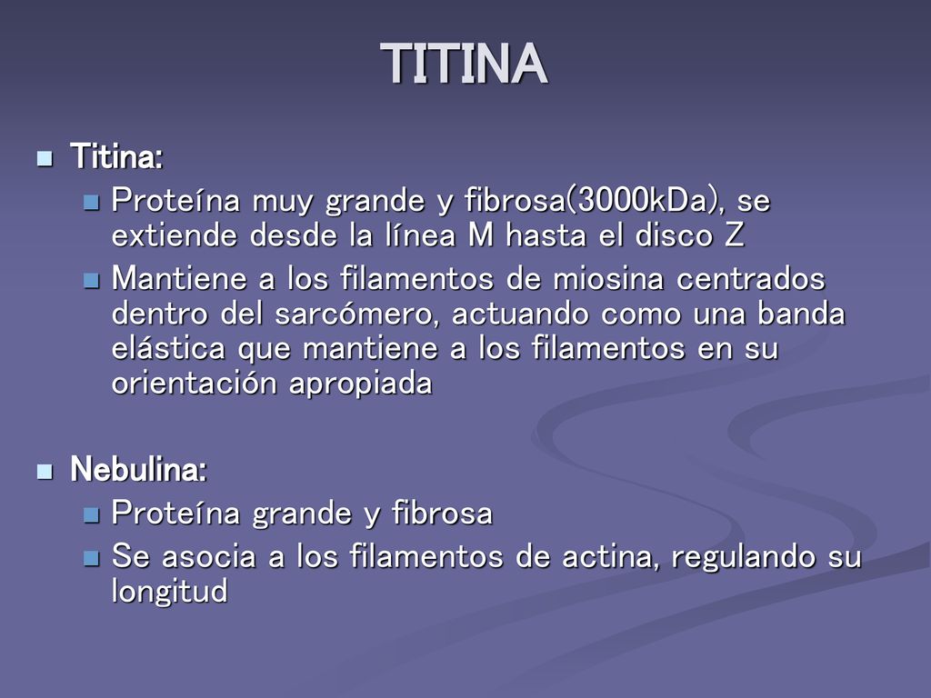 TITINA Titina: Proteína muy grande y fibrosa(3000kDa), se extiende desde la línea M hasta el disco Z.