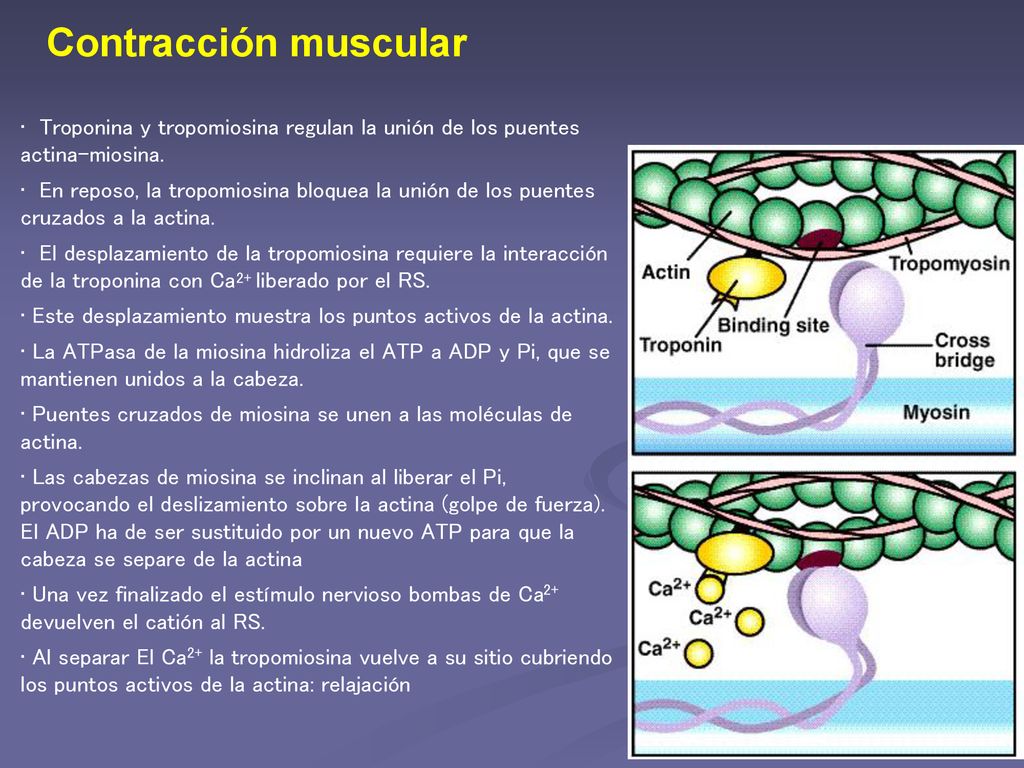 Contracción muscular Troponina y tropomiosina regulan la unión de los puentes actina-miosina.