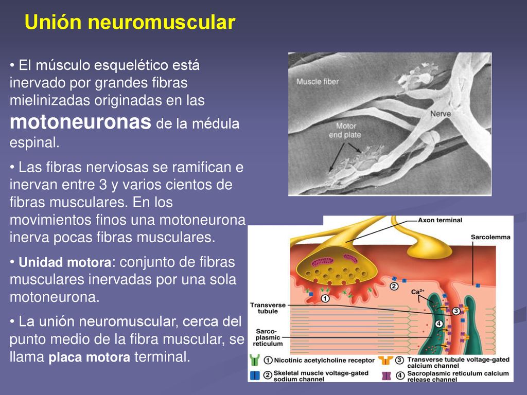 Unión neuromuscular El músculo esquelético está inervado por grandes fibras mielinizadas originadas en las motoneuronas de la médula espinal.