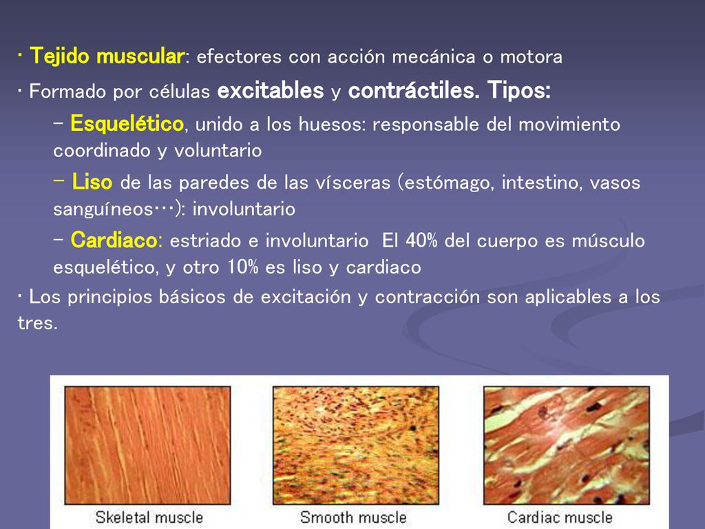 Tejido muscular: efectores con acción mecánica o motora