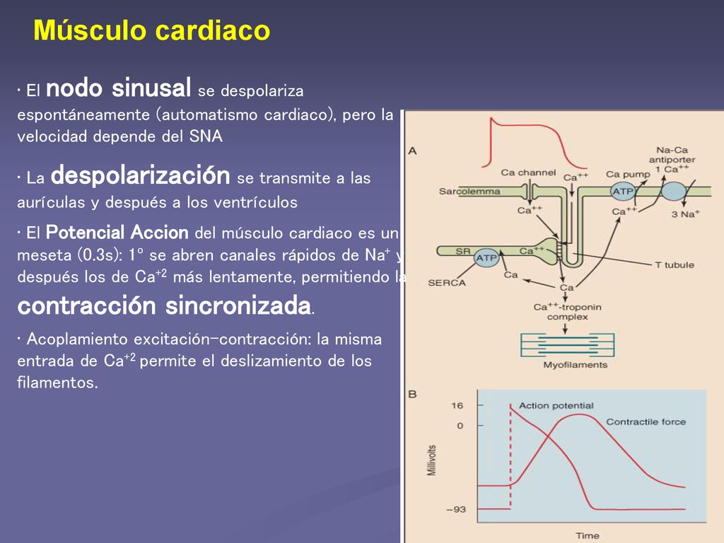 Músculo cardiaco El nodo sinusal se despolariza espontáneamente (automatismo cardiaco), pero la velocidad depende del SNA.