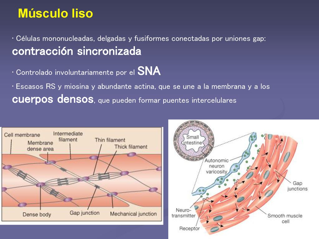 Músculo liso Células mononucleadas, delgadas y fusiformes conectadas por uniones gap: contracción sincronizada.