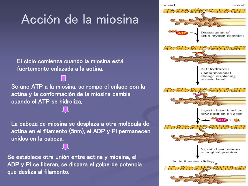 Acción de la miosina El ciclo comienza cuando la miosina está fuertemente enlazada a la actina,
