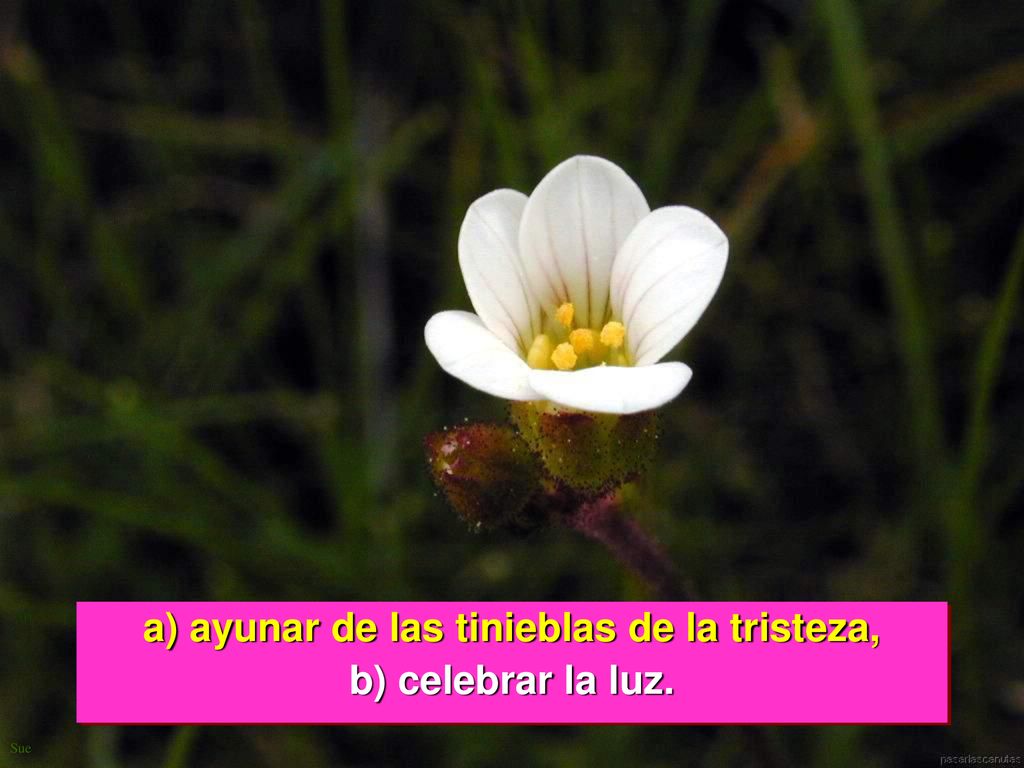 a) ayunar de las tinieblas de la tristeza, b) celebrar la luz.