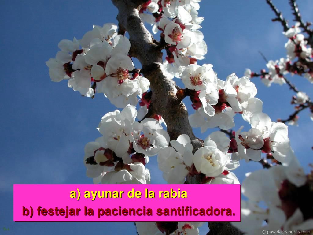 a) ayunar de la rabia b) festejar la paciencia santificadora.