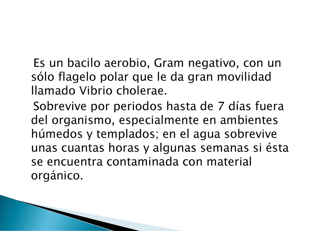 Es un bacilo aerobio, Gram negativo, con un sólo flagelo polar que le da gran movilidad llamado Vibrio cholerae.