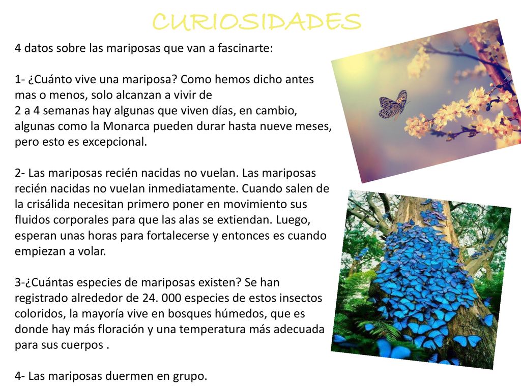 CURIOSIDADES 4 datos sobre las mariposas que van a fascinarte: