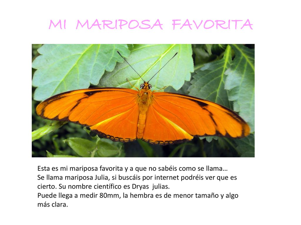 MI MARIPOSA FAVORITA Esta es mi mariposa favorita y a que no sabéis como se llama…