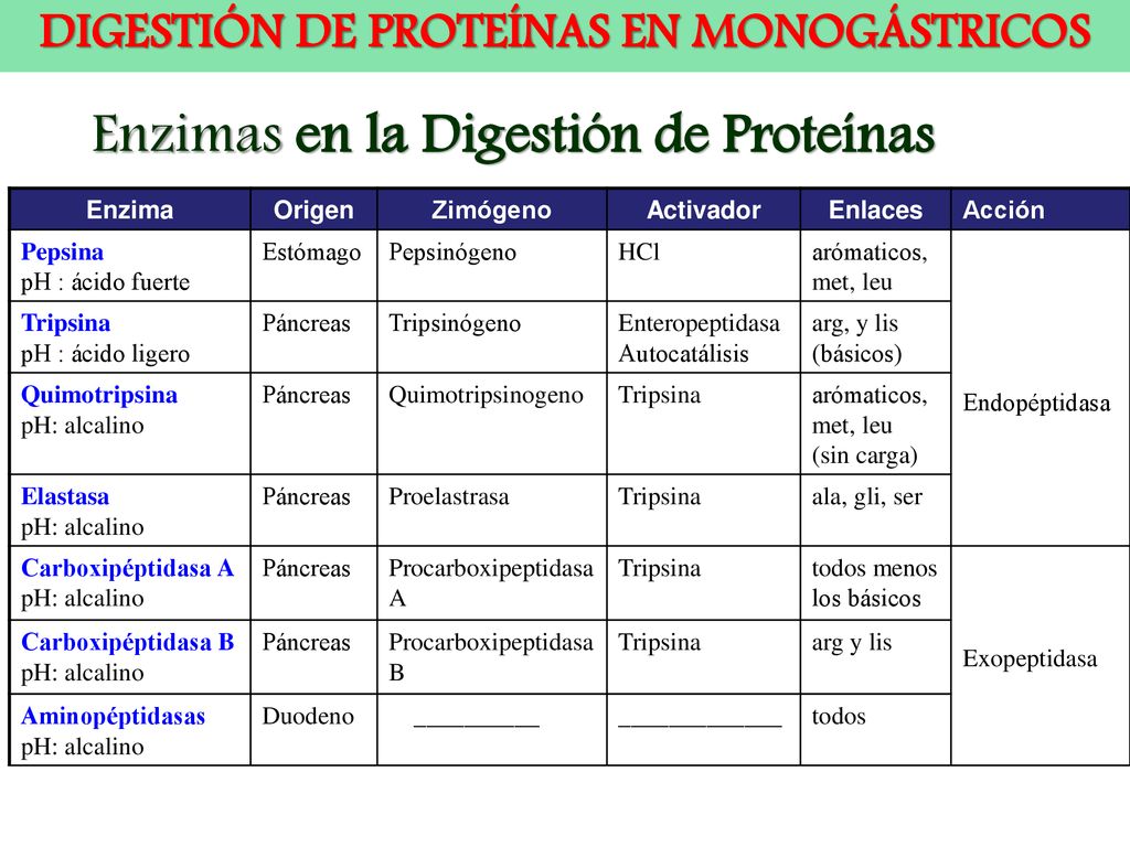 DIGESTIÓN DE PROTEÍNAS. - ppt descargar