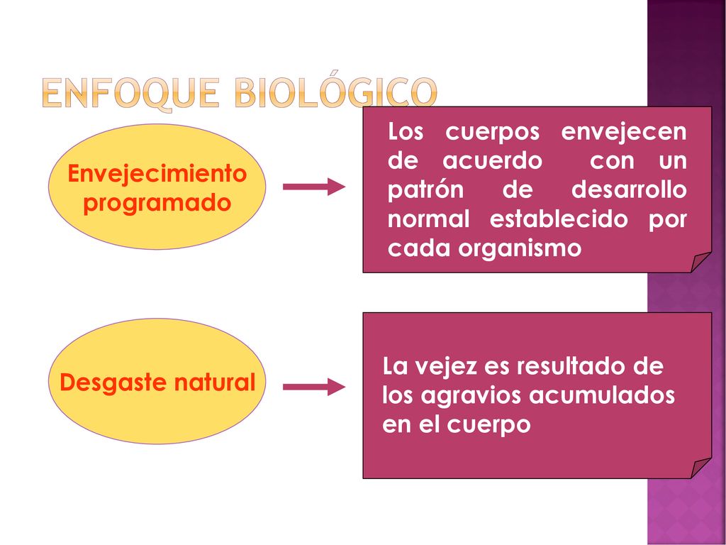 Enfoque biológico Los cuerpos envejecen de acuerdo con un patrón de desarrollo normal establecido por cada organismo.
