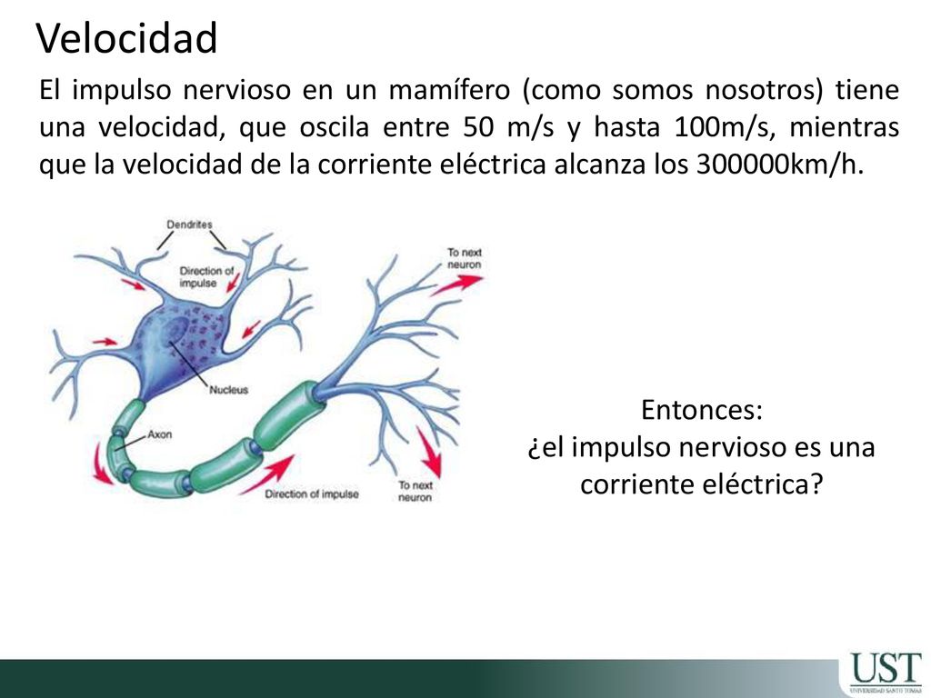 ¿el impulso nervioso es una corriente eléctrica