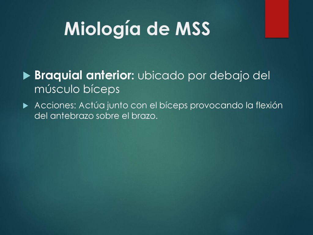 Miología de MSS Braquial anterior: ubicado por debajo del músculo bíceps.