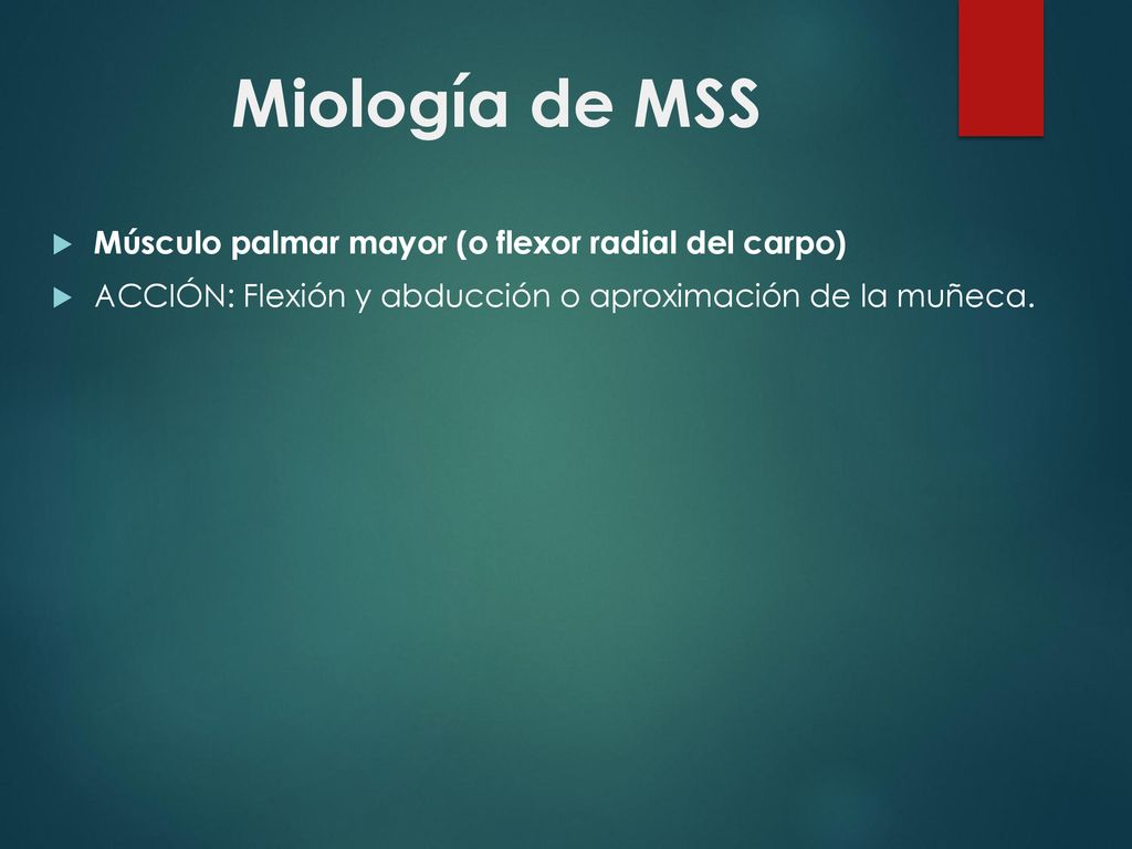 Miología de MSS Músculo palmar mayor (o flexor radial del carpo)