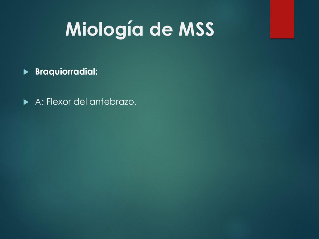 Miología de MSS Braquiorradial: A: Flexor del antebrazo.