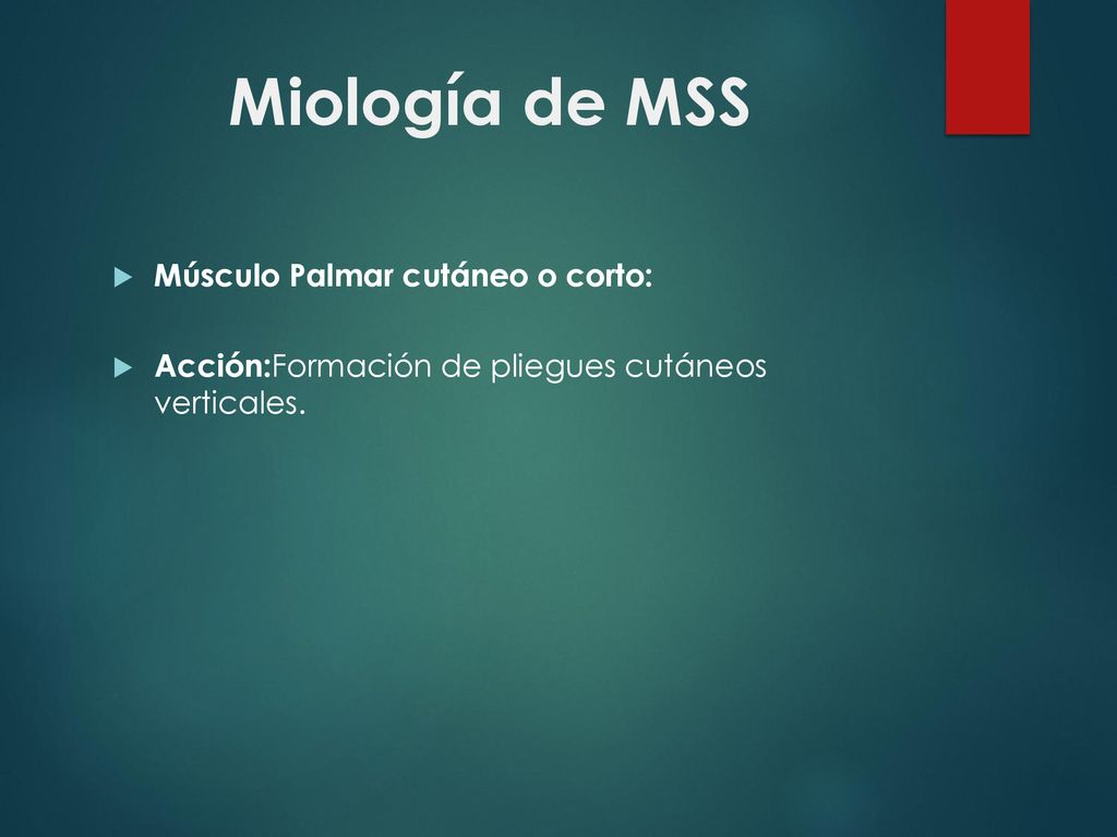 Miología de MSS Músculo Palmar cutáneo o corto: