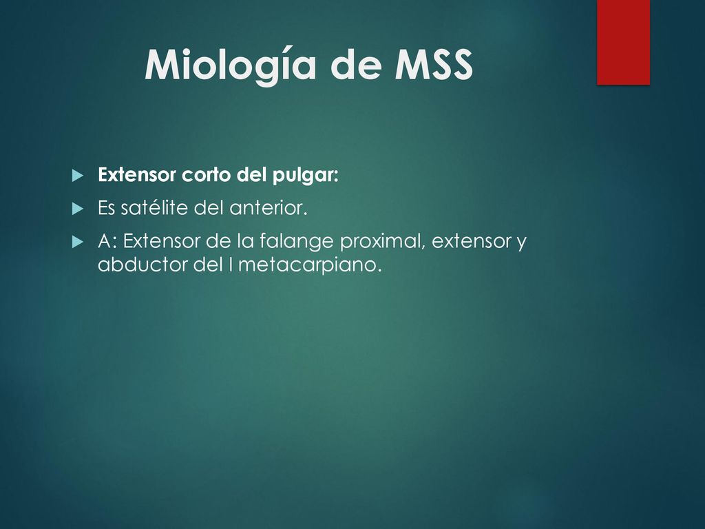 Miología de MSS Extensor corto del pulgar: Es satélite del anterior.