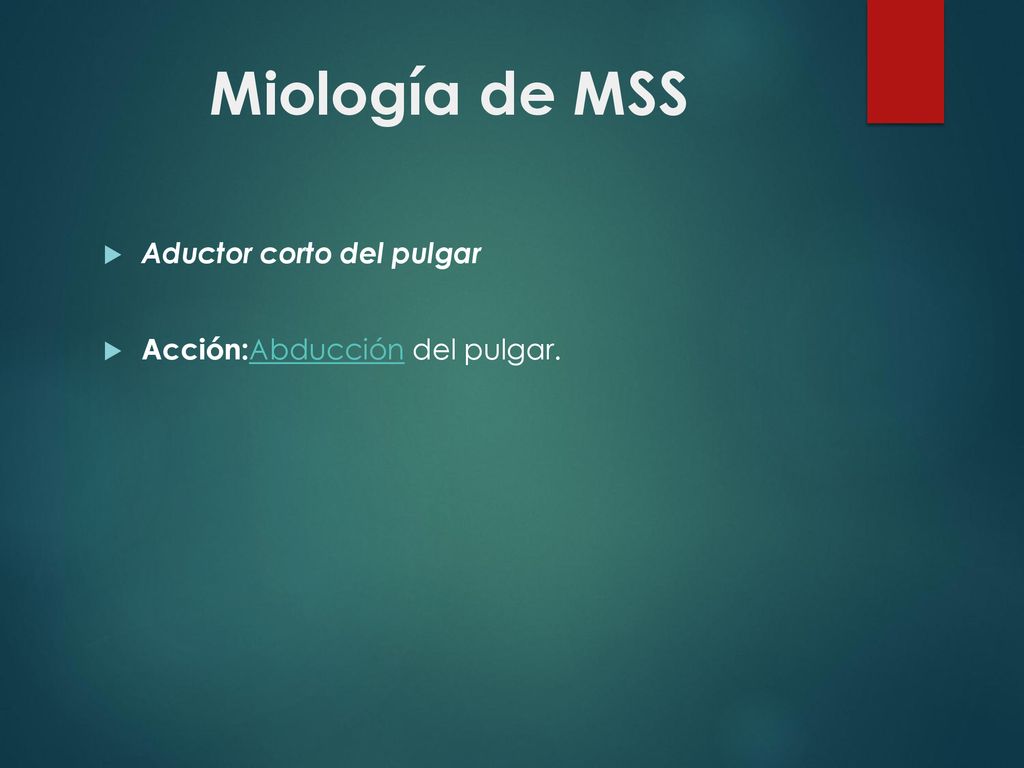 Miología de MSS Aductor corto del pulgar Acción:Abducción del pulgar.
