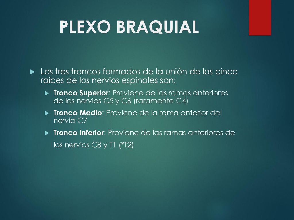 PLEXO BRAQUIAL Los tres troncos formados de la unión de las cinco raíces de los nervios espinales son: