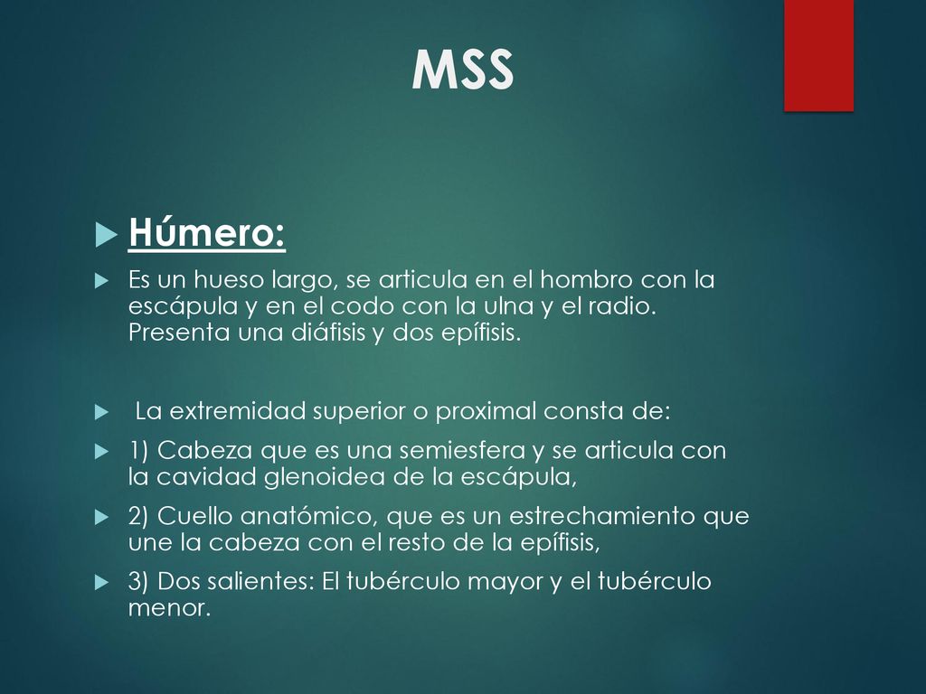 MSS Húmero: Es un hueso largo, se articula en el hombro con la escápula y en el codo con la ulna y el radio. Presenta una diáfisis y dos epífisis.