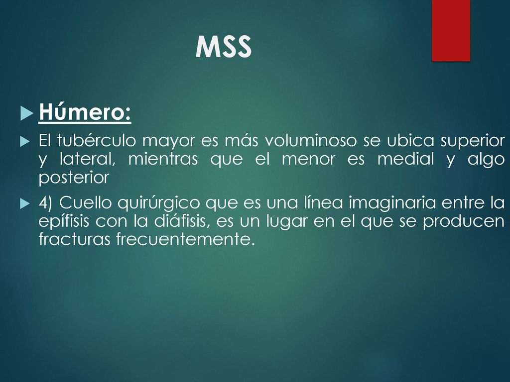 MSS Húmero: El tubérculo mayor es más voluminoso se ubica superior y lateral, mientras que el menor es medial y algo posterior.