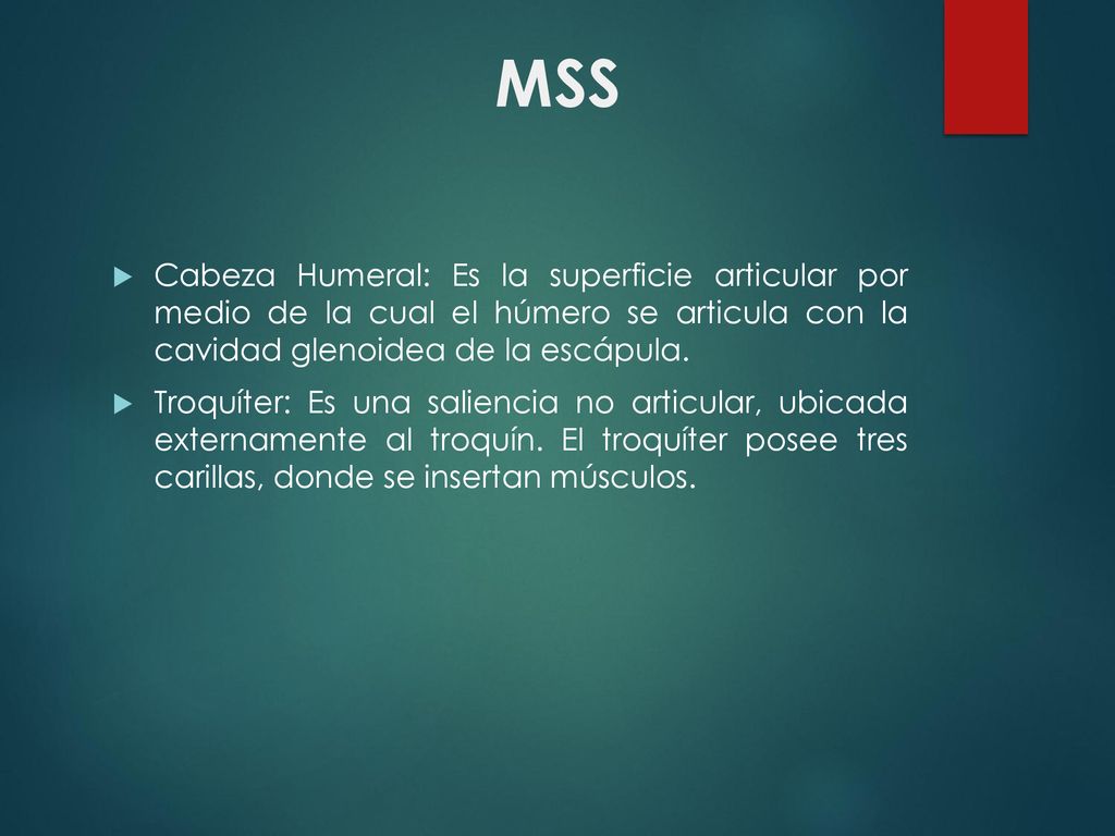 MSS Cabeza Humeral: Es la superficie articular por medio de la cual el húmero se articula con la cavidad glenoidea de la escápula.