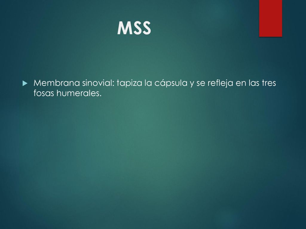 MSS Membrana sinovial: tapiza la cápsula y se refleja en las tres fosas humerales.