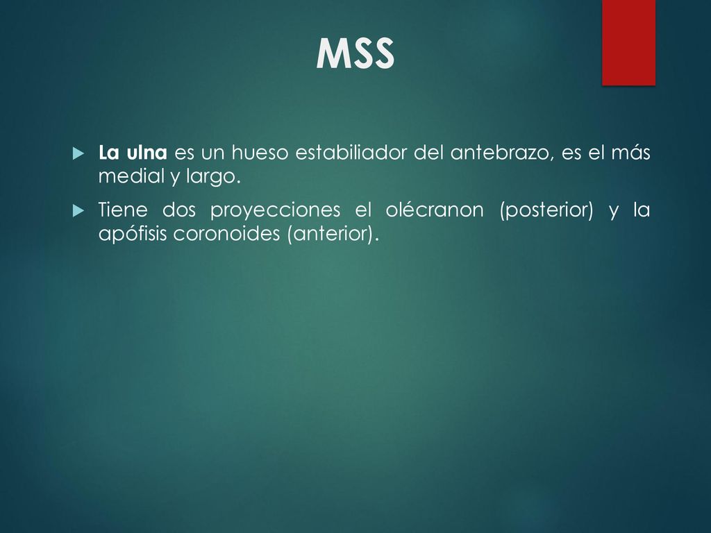 MSS La ulna es un hueso estabiliador del antebrazo, es el más medial y largo.