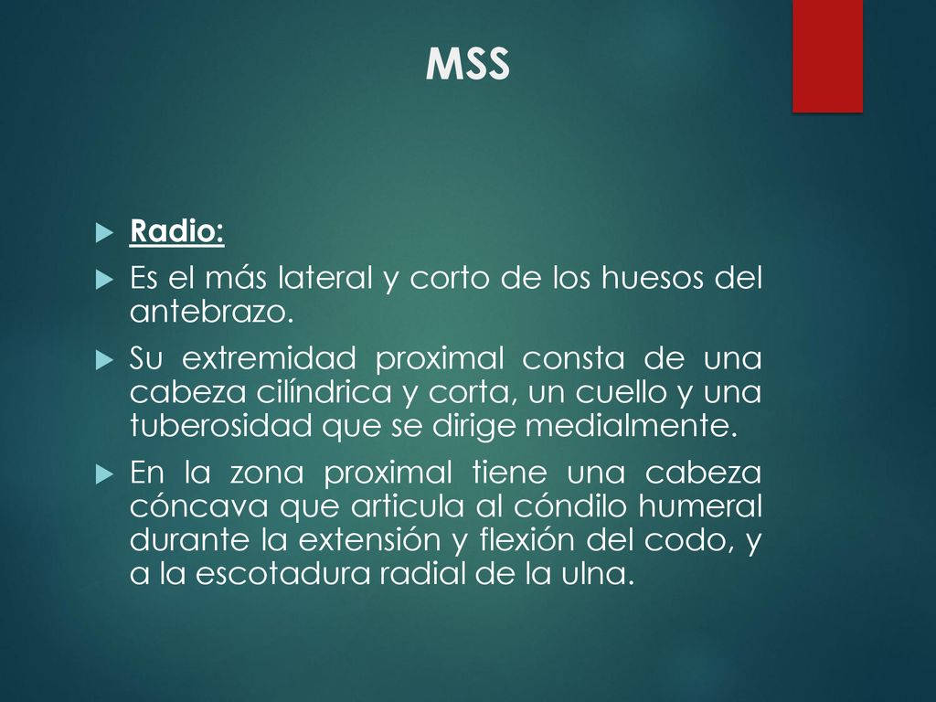 MSS Radio: Es el más lateral y corto de los huesos del antebrazo.