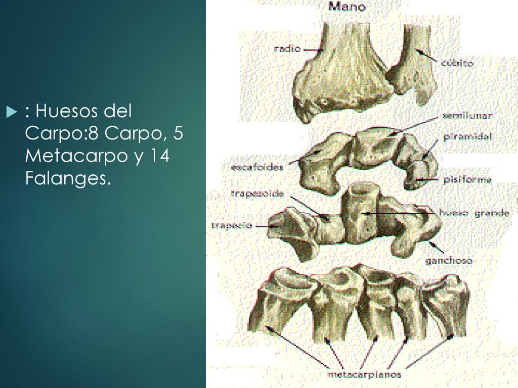 MSS : Huesos del Carpo:8 Carpo, 5 Metacarpo y 14 Falanges.