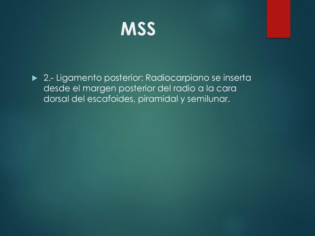 MSS 2.- Ligamento posterior: Radiocarpiano se inserta desde el margen posterior del radio a la cara dorsal del escafoides, piramidal y semilunar.