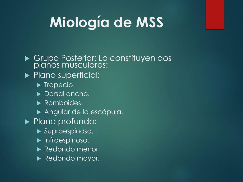Miología de MSS Grupo Posterior: Lo constituyen dos planos musculares: