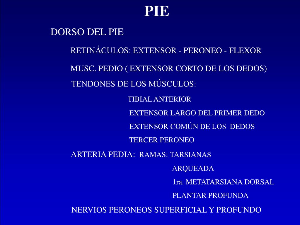 PIE DORSO DEL PIE RETINÁCULOS: EXTENSOR - PERONEO - FLEXOR