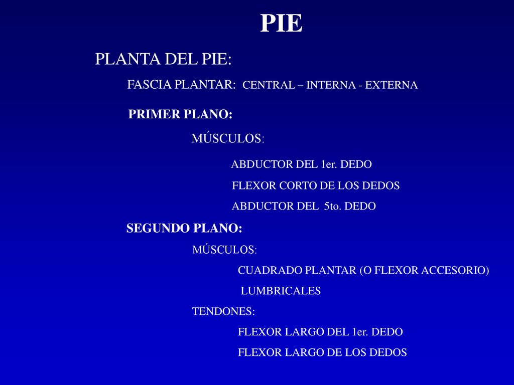 PIE PLANTA DEL PIE: PRIMER PLANO: ABDUCTOR DEL 1er. DEDO