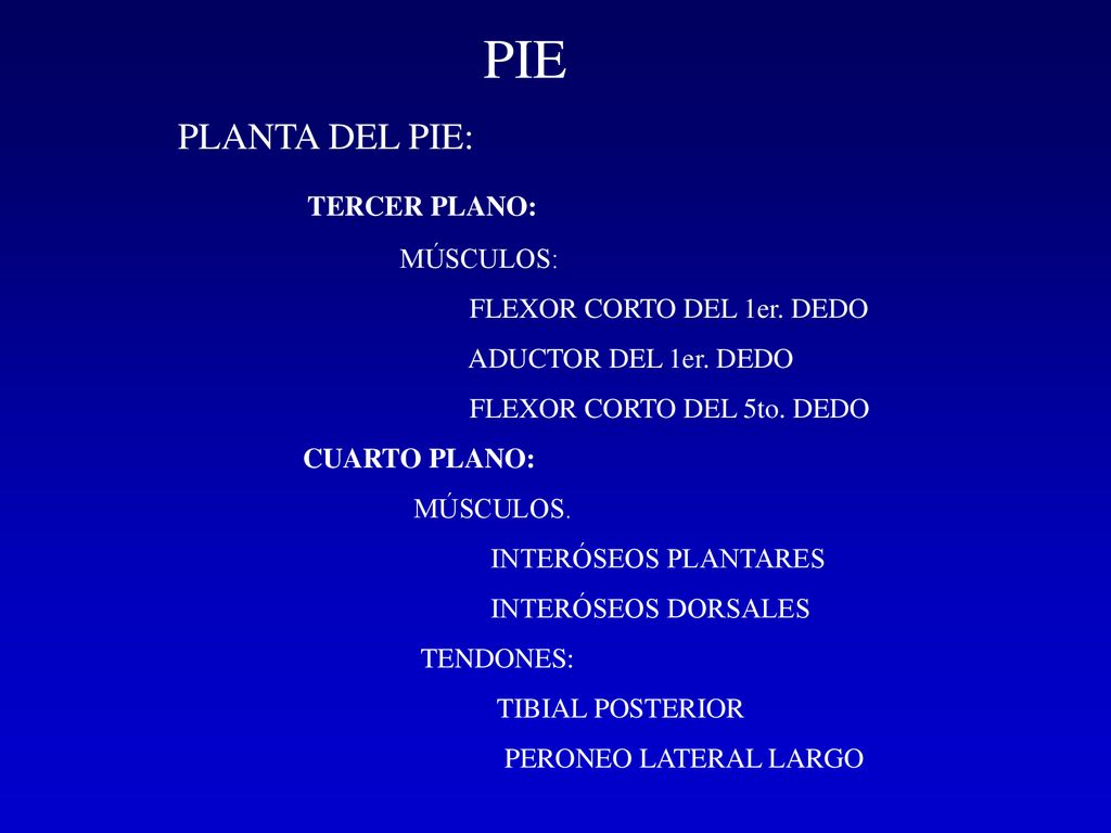 PIE PLANTA DEL PIE: TERCER PLANO: MÚSCULOS: FLEXOR CORTO DEL 1er. DEDO