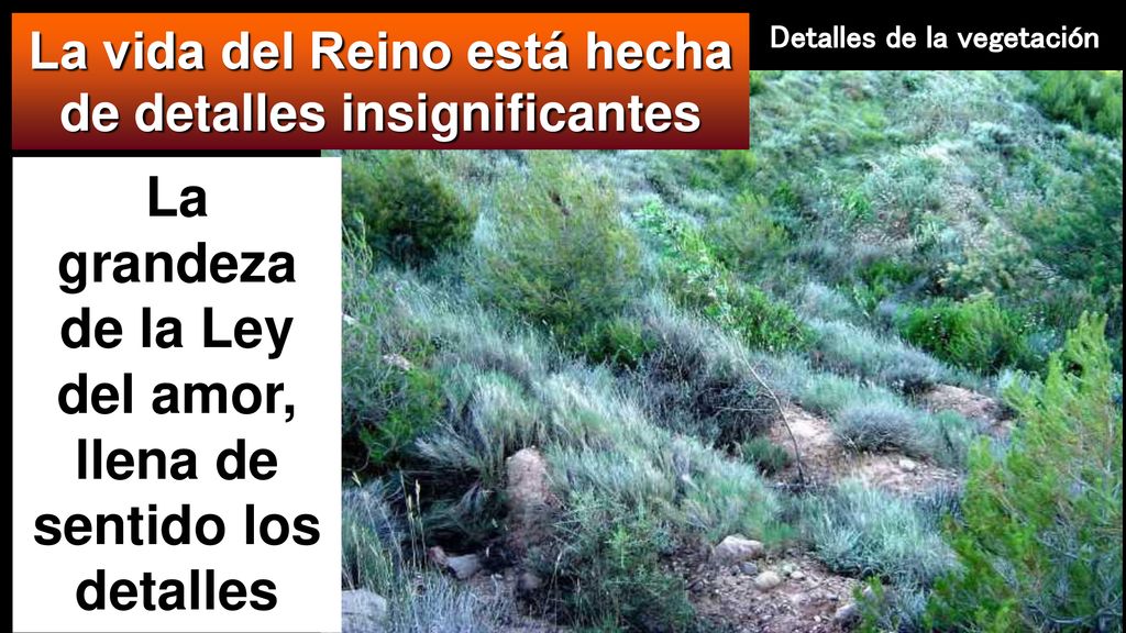 La grandeza de la Ley del amor, llena de sentido los detalles