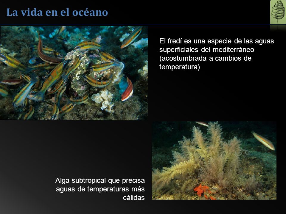 La vida en el océano El fredí es una especie de las aguas superficiales del mediterráneo (acostumbrada a cambios de temperatura)