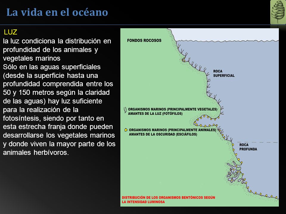 La vida en el océano LUZ. la luz condiciona la distribución en profundidad de los animales y vegetales marinos.