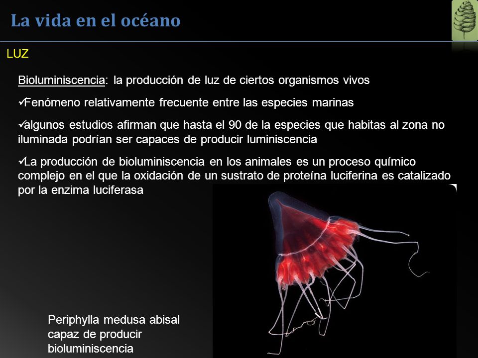 La vida en el océano LUZ. Bioluminiscencia: la producción de luz de ciertos organismos vivos.