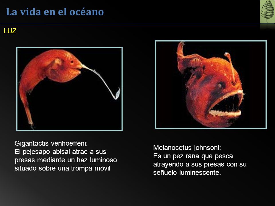 La vida en el océano LUZ. Gigantactis venhoeffeni: El pejesapo abisal atrae a sus presas mediante un haz luminoso situado sobre una trompa móvil.