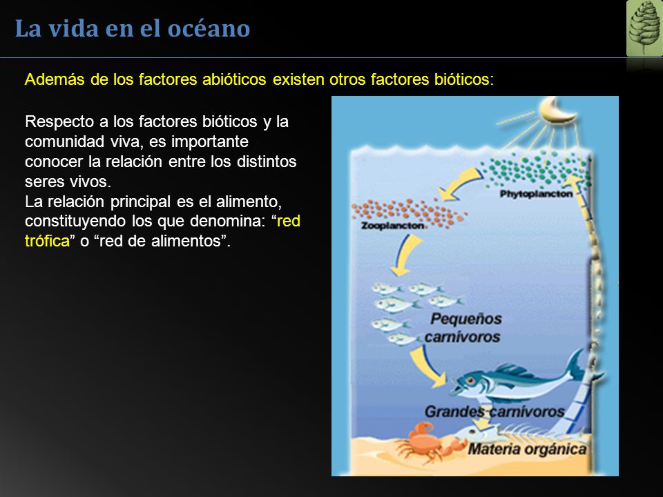 La vida en el océano Además de los factores abióticos existen otros factores bióticos: