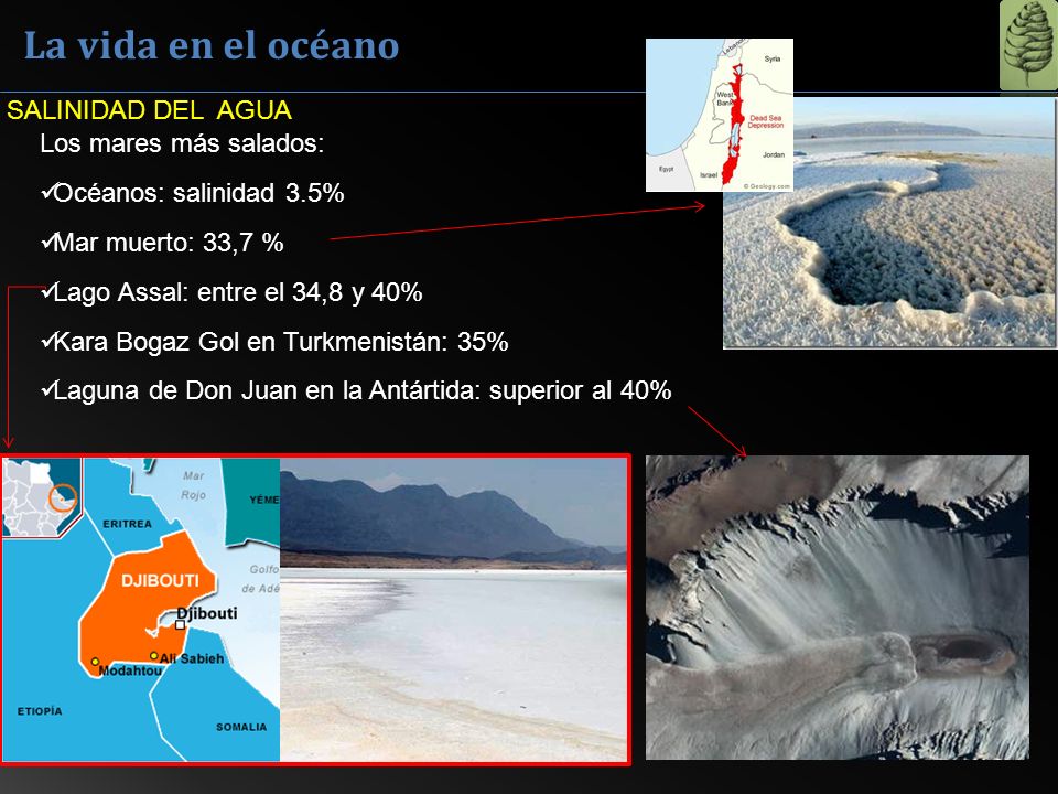La vida en el océano SALINIDAD DEL AGUA Los mares más salados: