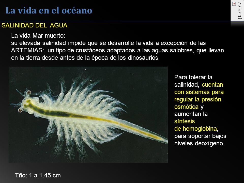 La vida en el océano SALINIDAD DEL AGUA La vida Mar muerto: