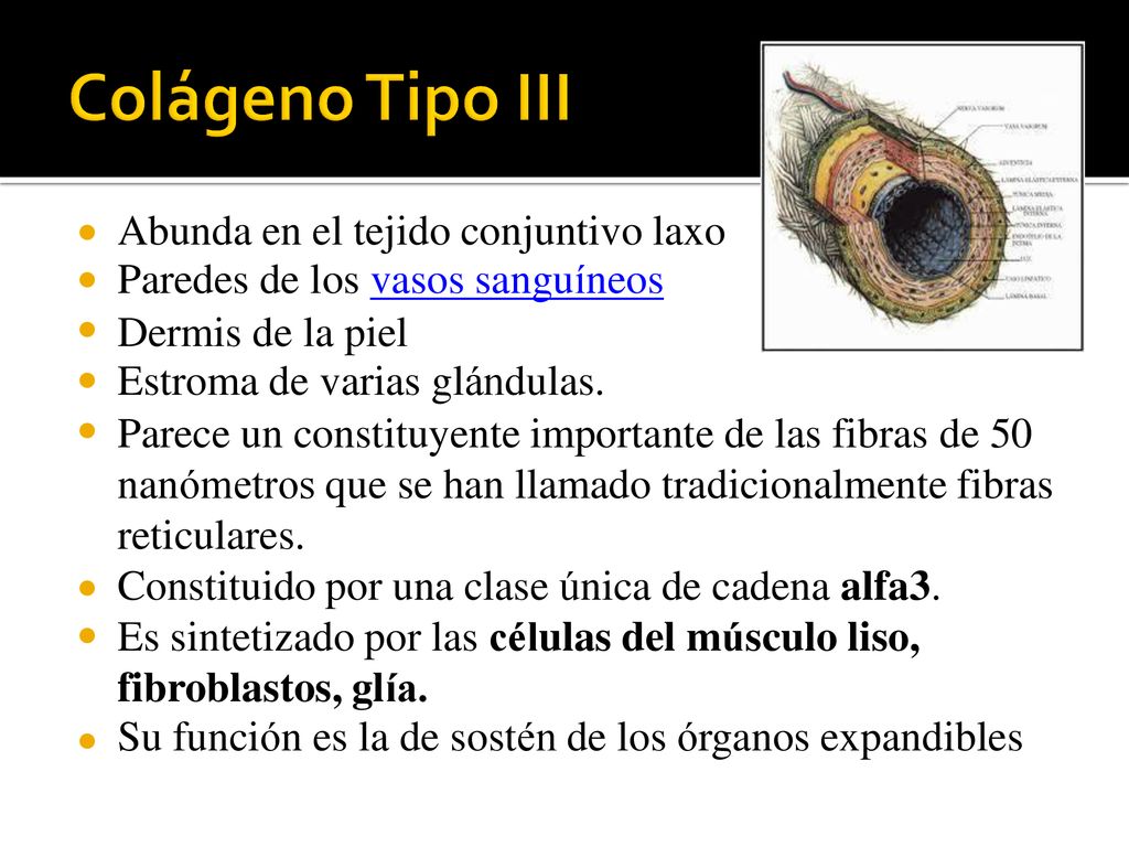 Abunda en el tejido conjuntivo laxo Paredes de los vasos sanguíneos