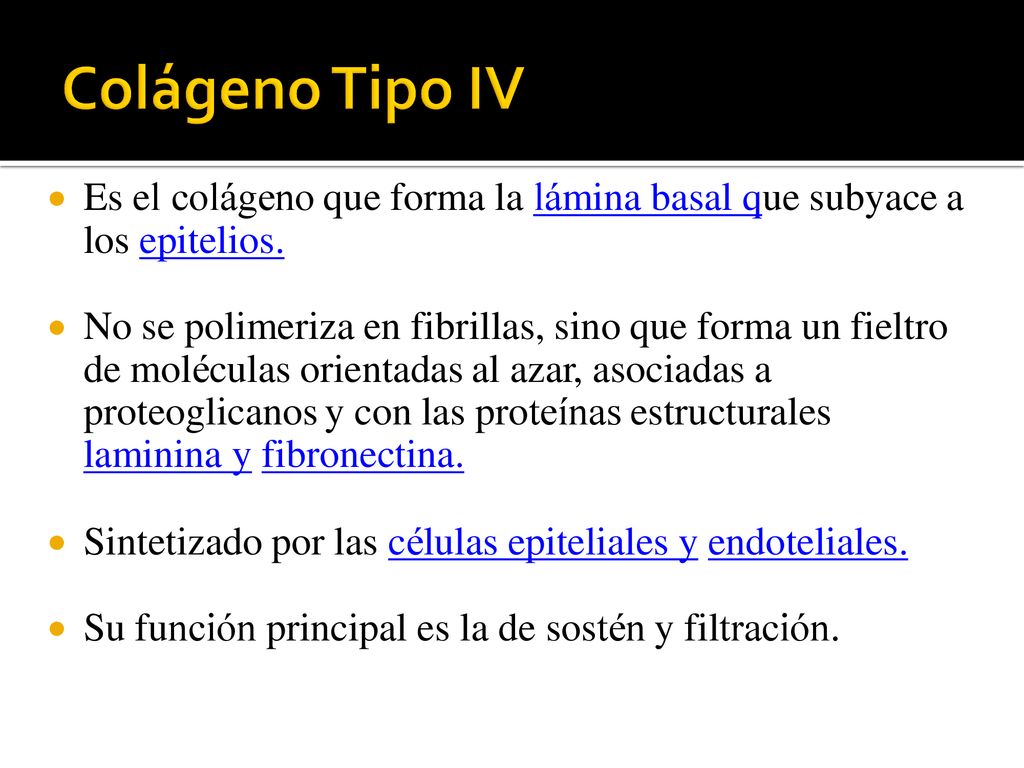  Es el colágeno que forma la lámina basal que subyace a. los epitelios.  No se polimeriza en fibrillas, sino que forma un fieltro.