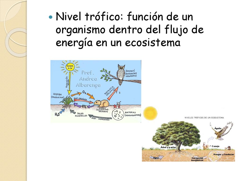 Nivel trófico: función de un organismo dentro del flujo de energía en un ecosistema